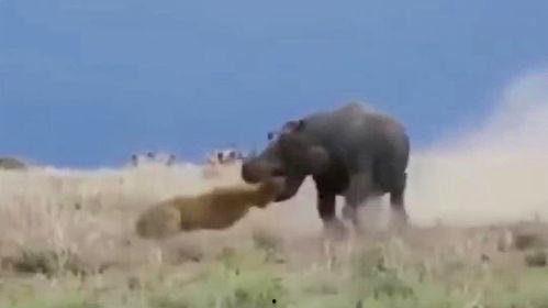 狮子吃两瓜,探寻动物食量的奥秘