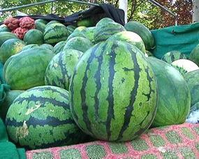 陈瓜该去哪里吃,揭秘最佳味蕾之旅目的地