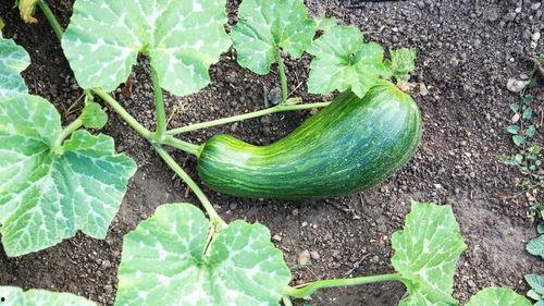 每天吃瓠瓜好吗,健康生活新选择