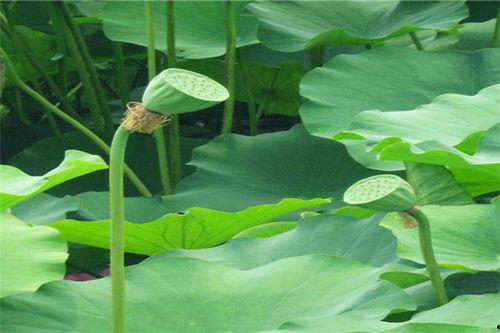 地下虫子吃瓜,瓜果乐园的秘密探险