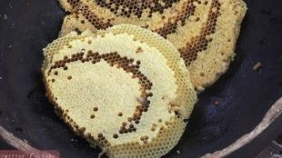 吃瓜吃虫子的视频大全,吃瓜吃虫子，揭秘自然界的生存智慧