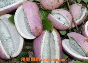 八月瓜吃哪儿,揭秘食用部位与营养价值