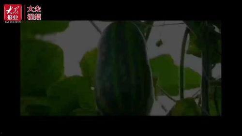 吃瓜看视频素材,揭秘热门素材背后的故事