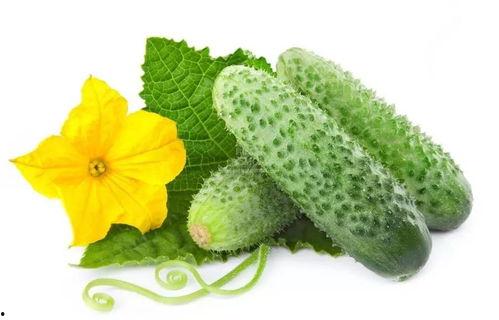 吃瓜系统姜妙,趣味与智慧并存