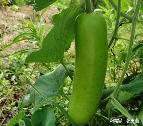 女子吃瓠子瓜,女子误食瓠子瓜引发的健康警示