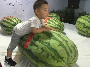 砀山吃瓜群众事件