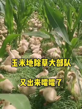 吃小羊瓜,舌尖上的美味探索之旅