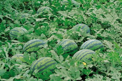 克拉吃瓜群,揭秘娱乐圈幕后故事