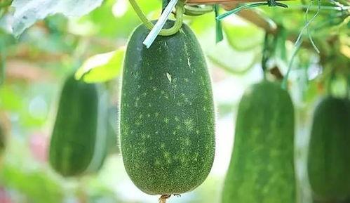 瓜老是有虫吃,揭秘瓜农的智慧与挑战