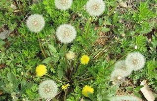 蒲公英的约定吃瓜