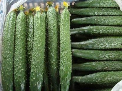 妲喜吃瓜,揭秘古代宫廷的八卦风云