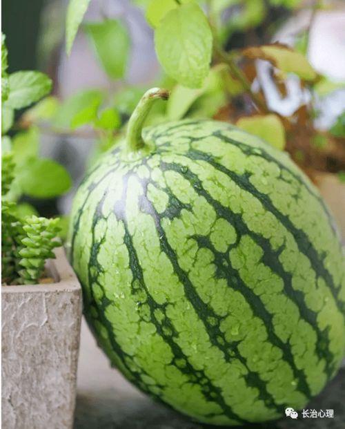 网上的吃瓜心理,围观背后的心理动机与社交现象