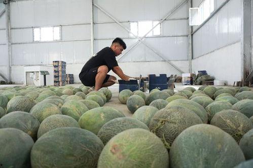 古瓜如何吃,探寻传统美食的魅力