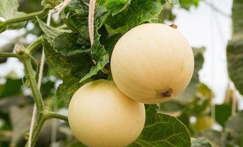 吃小瓜啦嗓子,夏日清凉解渴新选择