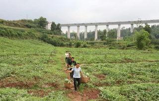 乡村武胜吃瓜群众,吃瓜群众的欢乐盛宴