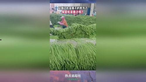 豆撅子吃瓜,趣味横生的夏日时光