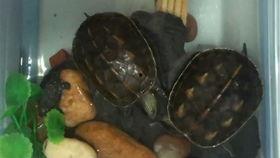 乌龟吃不吃小瓜,揭秘它们对小瓜的喜爱之谜