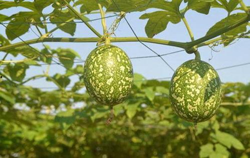 苹果和吊瓜能不能一起吃,苹果与吊瓜同食的饮食搭配探讨