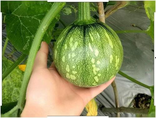 19天吃瓜,一场别开生面的吃瓜盛宴