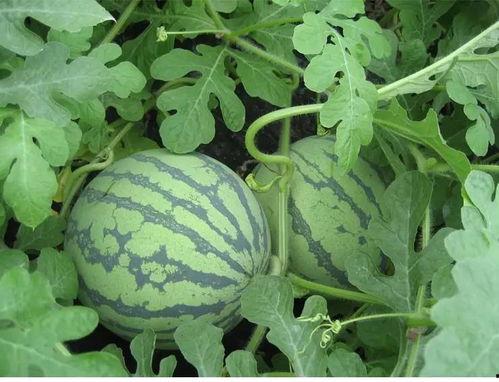 泰职吃瓜后续,揭秘校园风云背后的真相