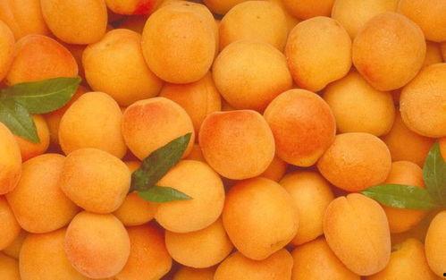 胃不好可以吃哈密瓜吗,哈密瓜的温和呵护