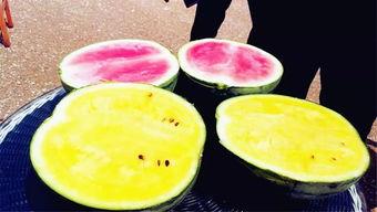 野区里吃瓜,揭秘游戏世界里的那些秘密与趣闻