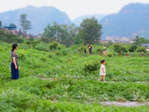 吃瓜亲近自然,亲近自然，感受田园诗意