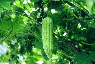 每天吃新瓜,新鲜资讯不间断