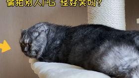猫扩张吃瓜,揭秘猫咪扩张吃瓜背后的奥秘