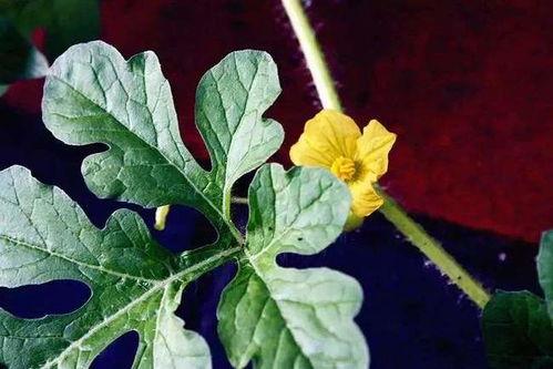 在瓜园买点瓜吃